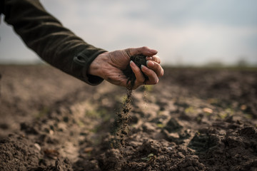 Female hands pouring a black soil in the field. Female agronomist testing a quality of soil. Concept of agriculture. - obrazy, fototapety, plakaty