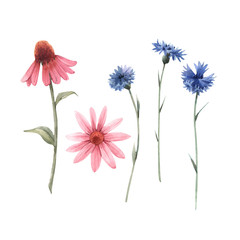 Beautiful watercolor floral set with echinacea and cornflower flowers. Stock illustration. - obrazy, fototapety, plakaty