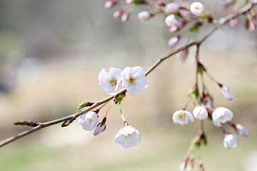 한국 인천시 남동구 인천대공원 입니다