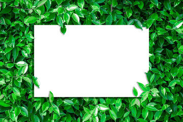 A blank sheet of white paper with copy space on a leaf background  for inserting text or pictures.