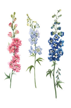 Beautiful watercolor floral set with pink, white and blue delphinium flowers. Stock illustration.
