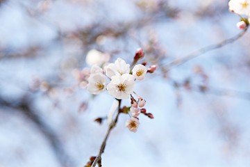 한국 인천시 남동구 인천대공원 입니다
