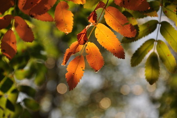 Fototapeta na wymiar yellowed rowan leaves on a green background
