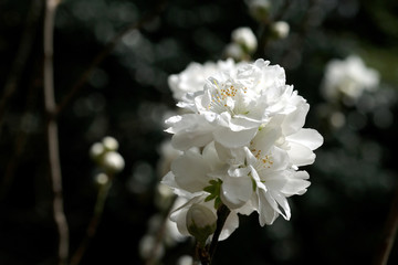 春の東京小石川後楽園で咲く　純白の可愛い花のハナモモ（花桃）