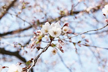 한국 인천시 남동구 인천대공원 입니다