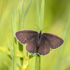 Ringlet butterfly on green background