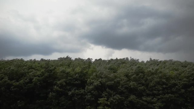 Codru at cloudy windy day. Codrii is a big forest in the middle of Moldova.