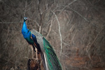 Fototapeta premium Peacock in all its glory