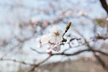 한국 인천시 남동구 인천대공원 입니다