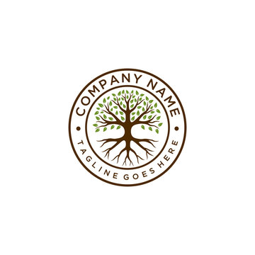 Creative nature Tree Oak logo design vintage vector emblem