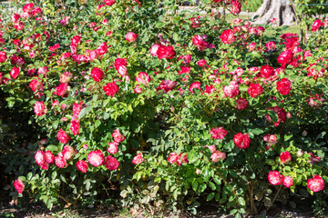 Fototapeta na wymiar Flowering bushes of a red and white rose in a city park, as an element of the landscape. Can be used as a natural background.