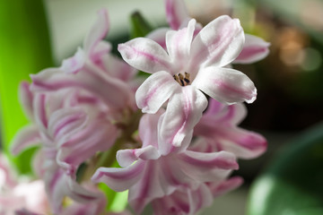 Fototapeta na wymiar White-pink hyacinth (lat. Hyacinthus orientalis), close-up. Selective focus.