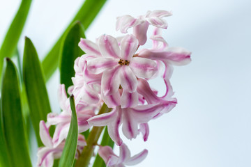 White-pink hyacinth (lat. Hyacinthus orientalis) on a light background.