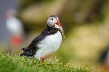 Papageitaucher (Fratercula arctica) auf Island