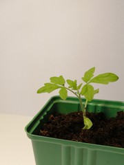tomato sprout in a pot