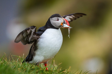 Papageitaucher (Fratercula arctica) auf Island