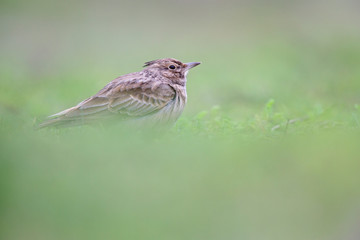 Lateral view of a Crested Lark resting in a city centre of The Netherlands. selected focus in a urban area with a green background