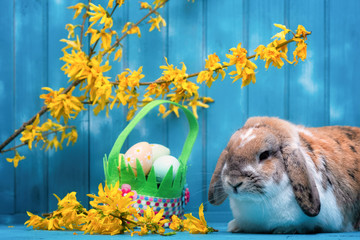 osterhase