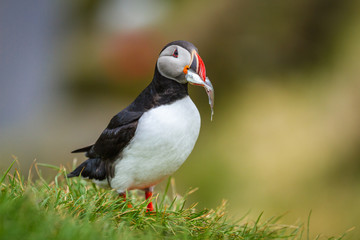 Papageitaucher (Fratercula arctica) in Island