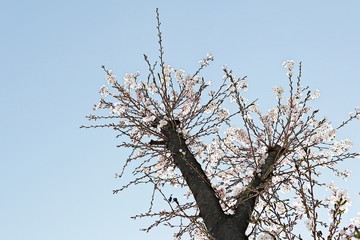 한국 인천시 남동구 인천대공원 입니다