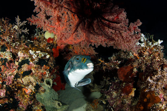 Blue-spotted Pufferfish (Arothron caeruleopunctatus) with Two Pilotfish. Dampier Strait, Raja Ampat, Indonesia