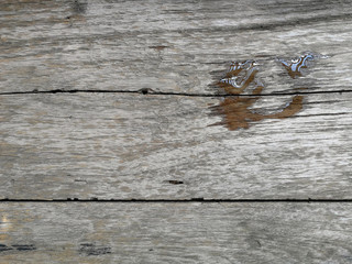 Naklejka premium wood texture. background old panels, Abstract background, empty template, closeup