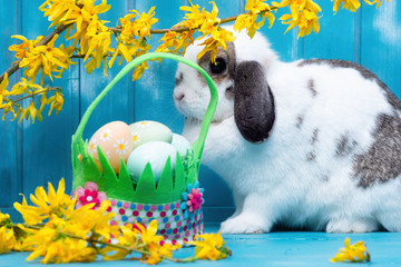 osterhase