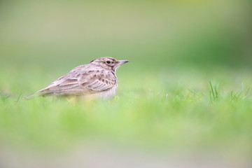 Fototapeta premium Lateral view of a Crested Lark resting in a city centre of The Netherlands. selected focus in a urban area with a green background