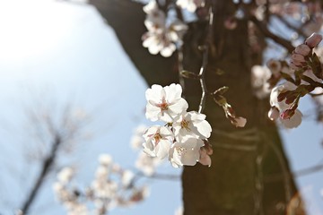 한국 인천시 남동구 인천대공원 입니다