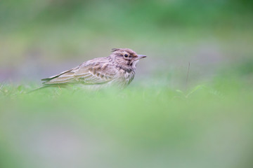 Fototapeta premium Lateral view of a Crested Lark resting in a city centre of The Netherlands. selected focus in a urban area with a green background