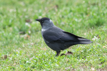 crow on the grass