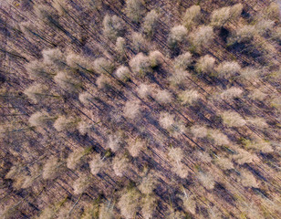 Beautiful landscape with forest photographed from drone