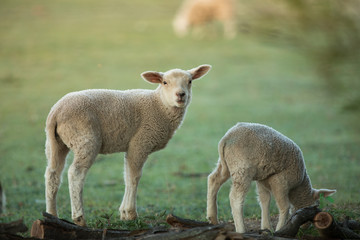 Naklejka na ściany i meble cute little lambs on fresh green meadow during sunrise