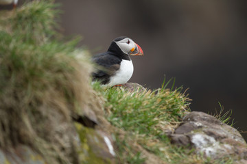 Papageitaucher (Fratercula arctica) auf Island