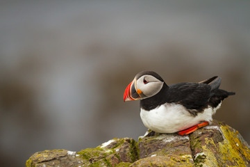 Papageitaucher (Fratercula arctica) auf Island