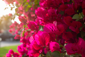 Bougainvillea  Blüttenblätter 