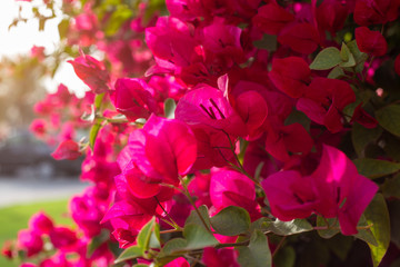 Bougainvillea  Blüttenblätter 
