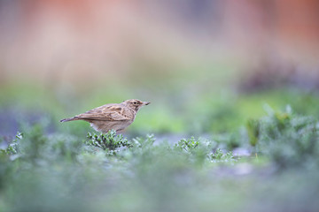 Lateral view of a Crested Lark resting in a city centre of The Netherlands. In a urban area with a colourful background