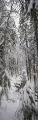 snow covered forest