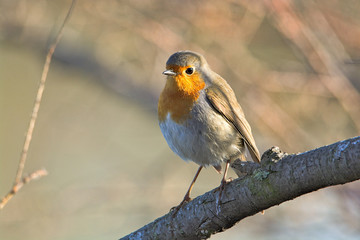 Fototapeta premium Pettirosso