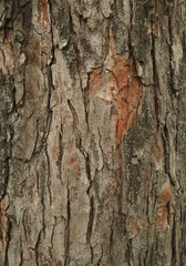 Naklejka premium tree bark texture