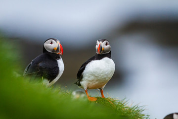Papageitaucher (Fratercula arctica) in Island