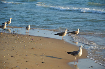 seagulls on the black sea coast