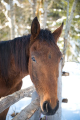 portrait eines pferdes auf der koppel im winter, portrait of a horse on a paddock in winter