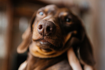 Brown dachshund closeup. Dachshund boy