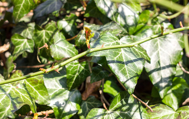 young curly ivy leaves close-up, the first spring leaves