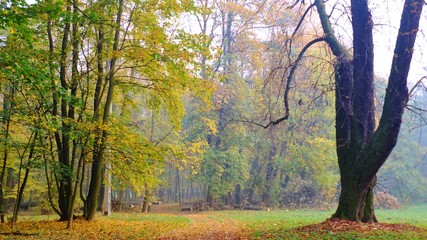Jesień rozpieszcza kolorami w Strzeleckim parku