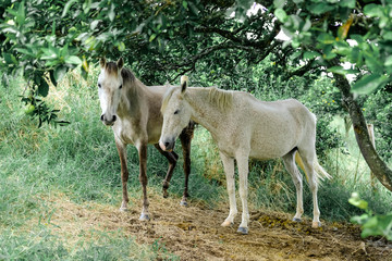 Naklejka na ściany i meble Colombia. Armenia. Two white beautiful horses under green trees