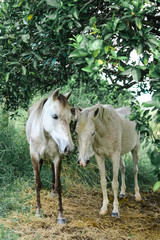 Colombia. Armenia. Two white beautiful horses under green trees