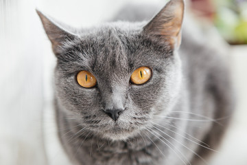 Gray cat sits on a windowsill